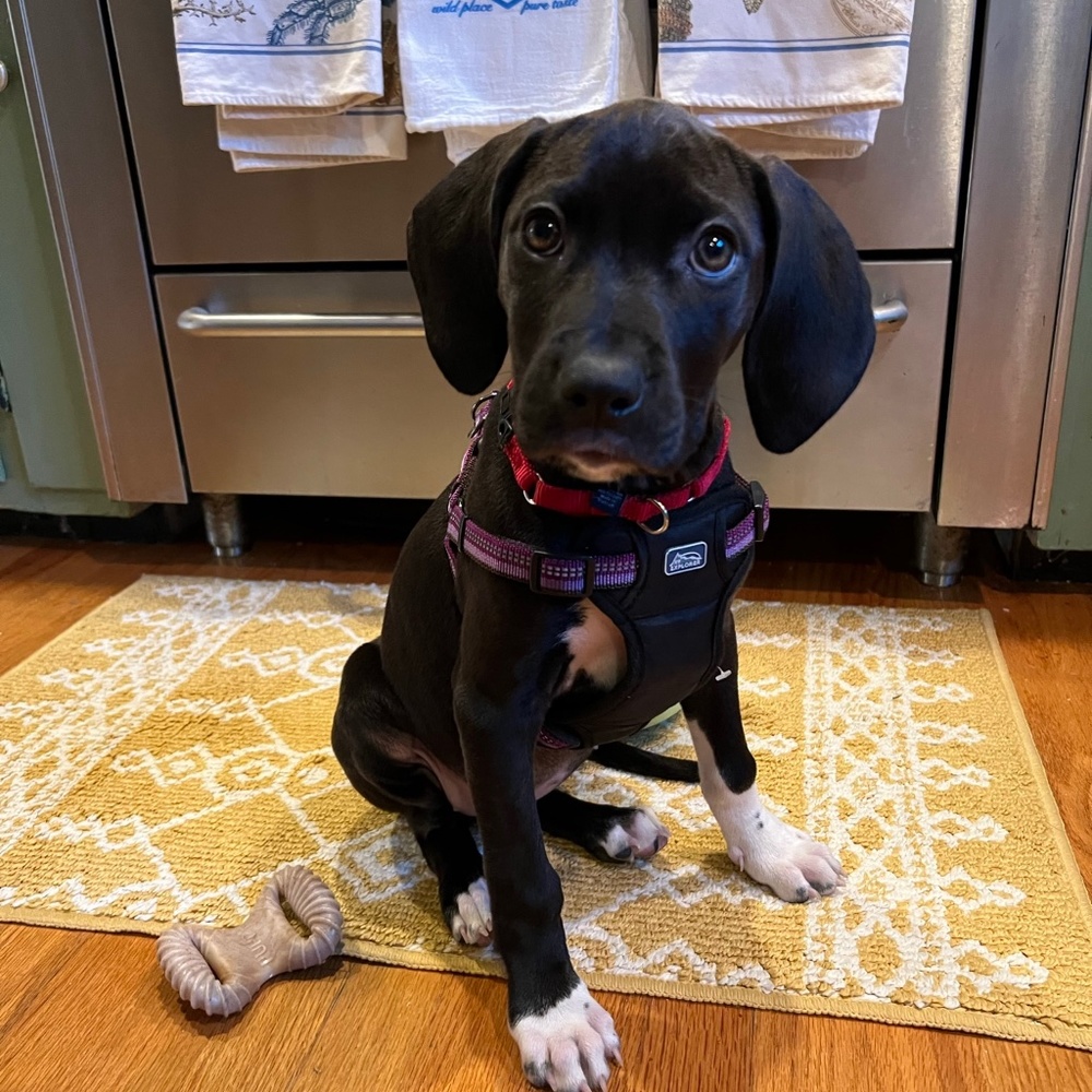 Meet your Posher, Lily